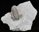 Flexicalymene Trilobite - Ohio #61038-1